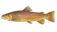 Best time of year to catch Brown Trout in Lake Michigan