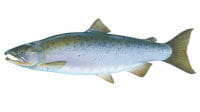 Best time of year to catch Coho Salmon in Lake Michigan