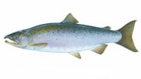 Best time of year to catch Chinook Salmon in Lake Michigan