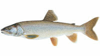 Best time of year to catch Lake Trout in Lake Michigan