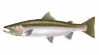 Best time of year to catch Rainbow Trout in Lake Michigan